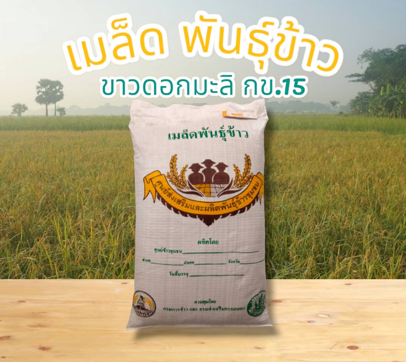 เมล็ดพันธุ์ข้าว  ขาวดอกมะลิ กข15