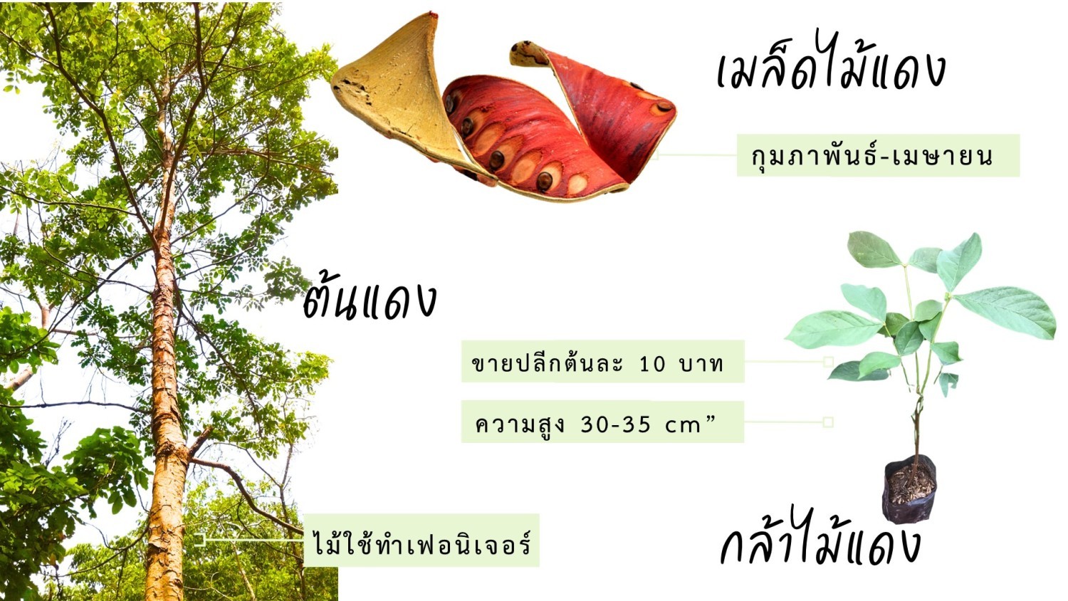 กล้าไม้แดง