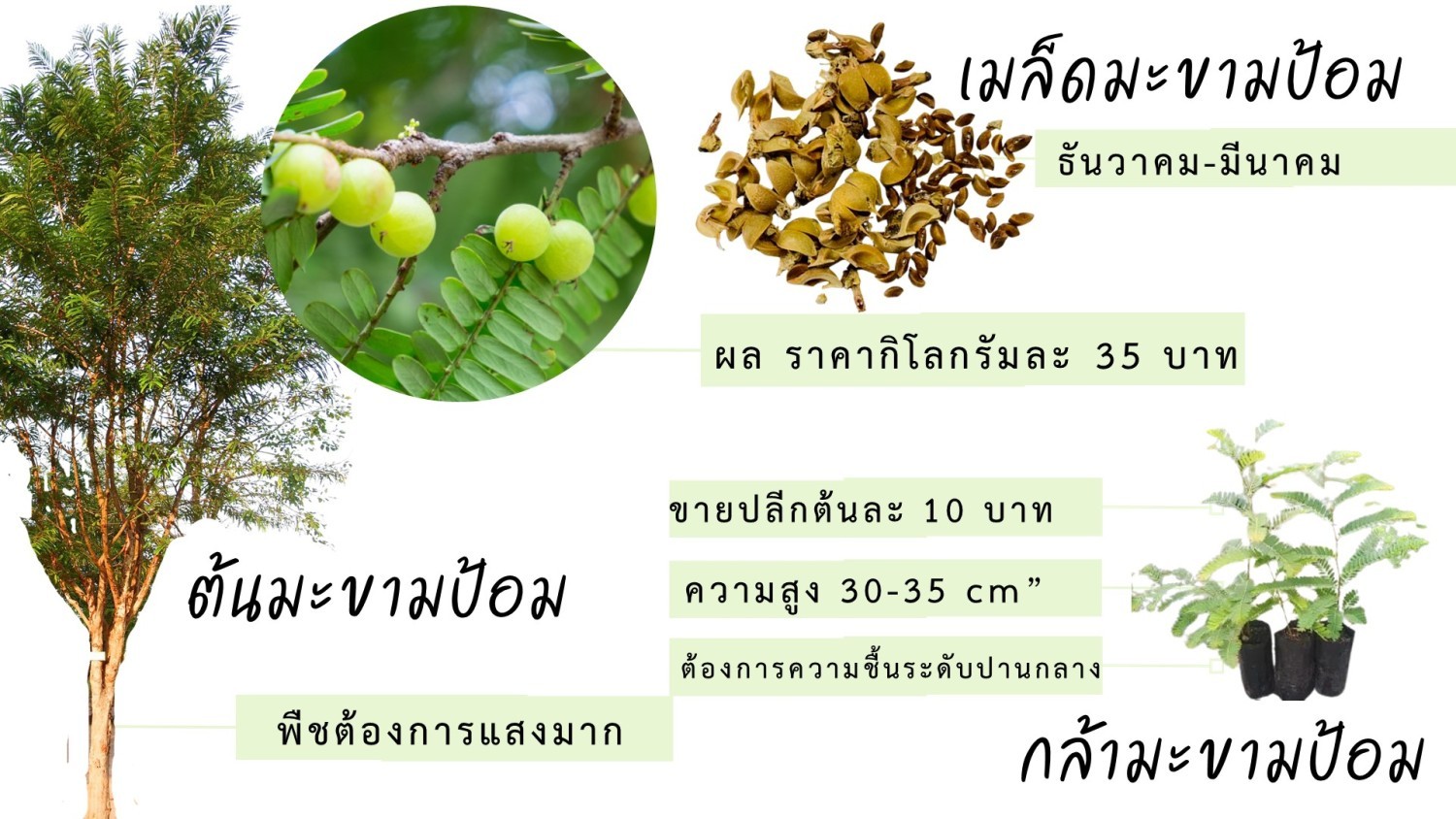 กล้ามะขามป้อม