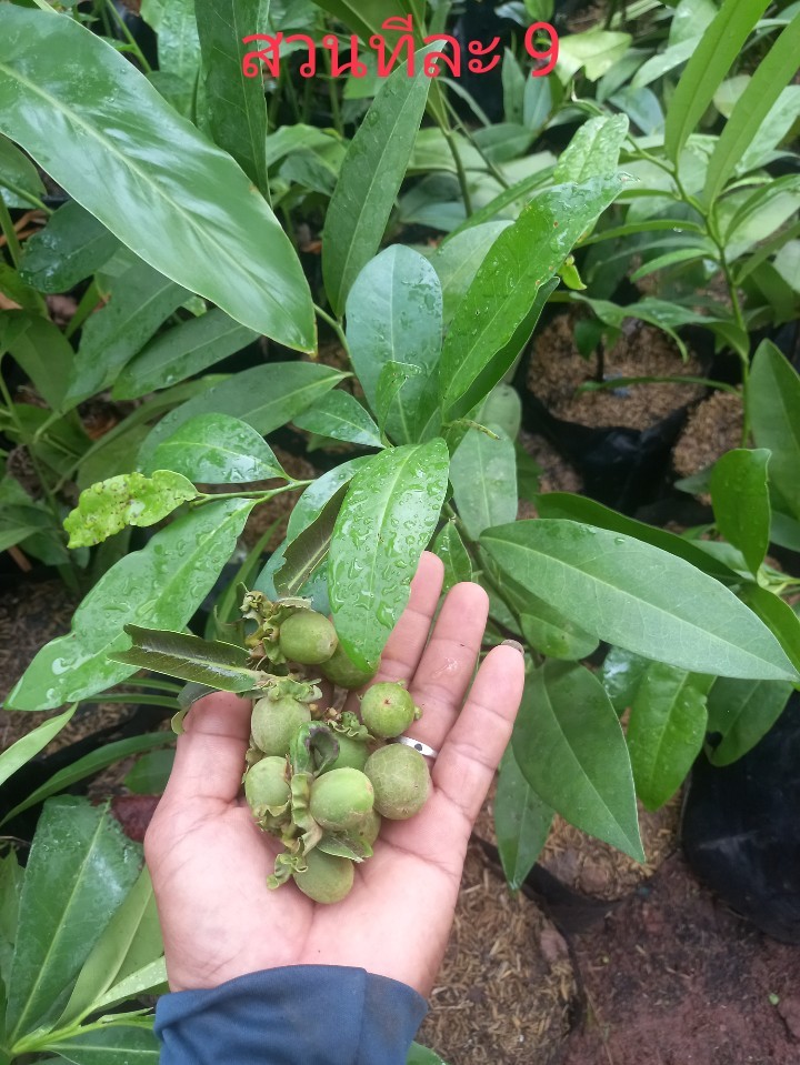 ต้นนางกวัก