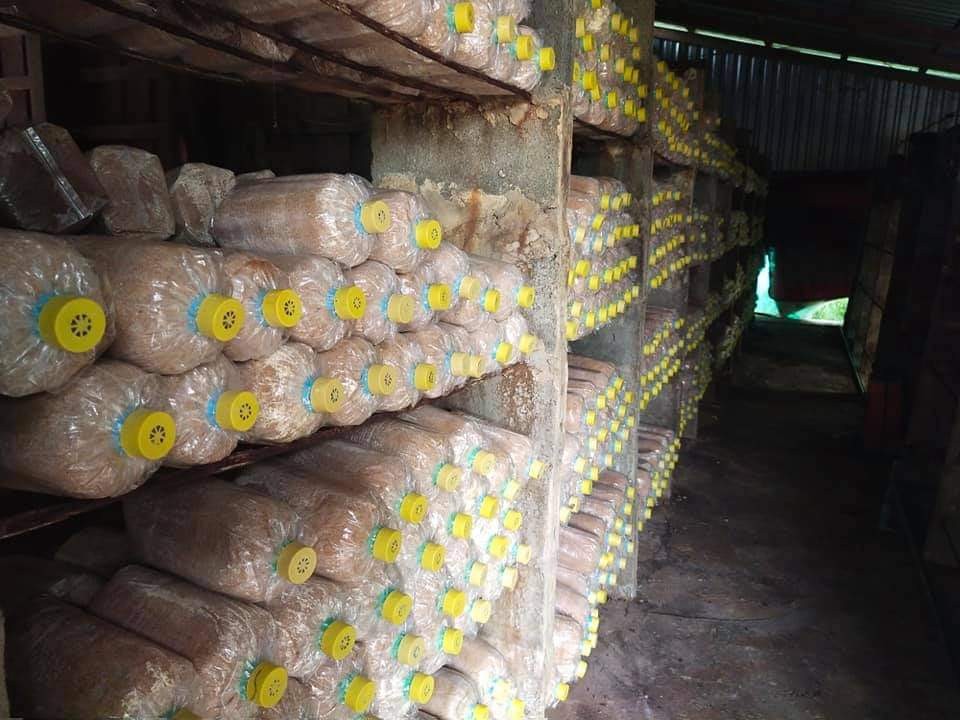 เห็ดเบิกบาน