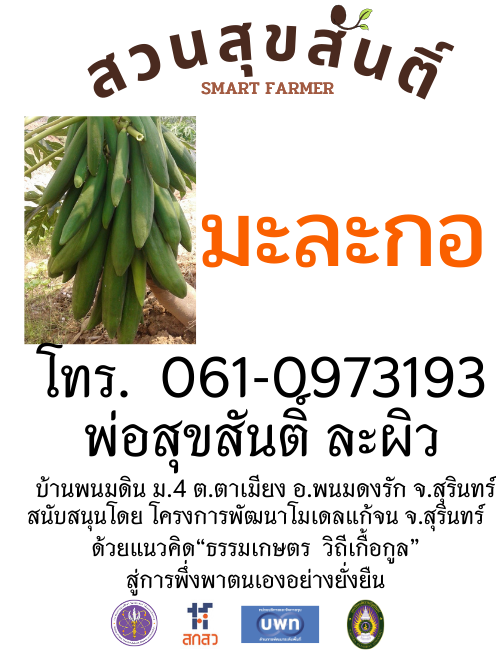 เมล็ดพันธุ์มะละกอต้นเตี้ย