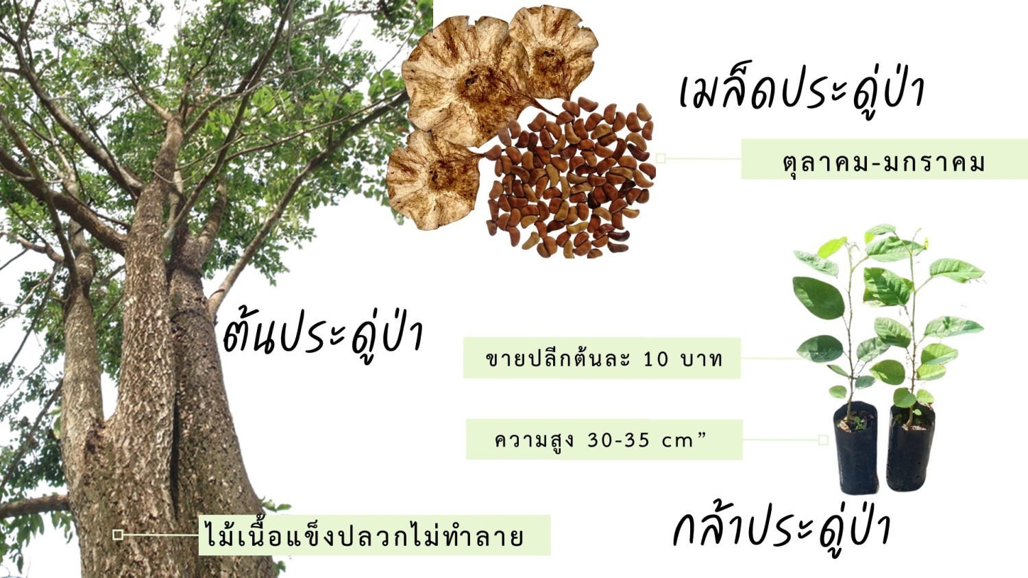 กล้าประดู่