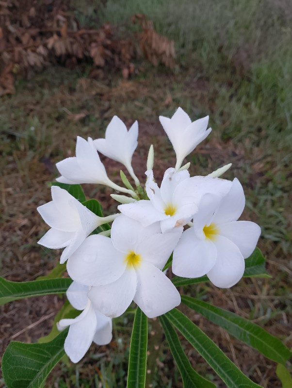 หมูอ้วน