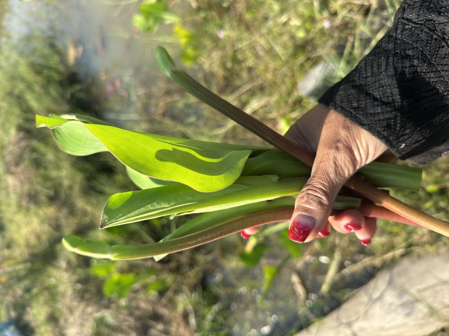 ผัก กะจอง