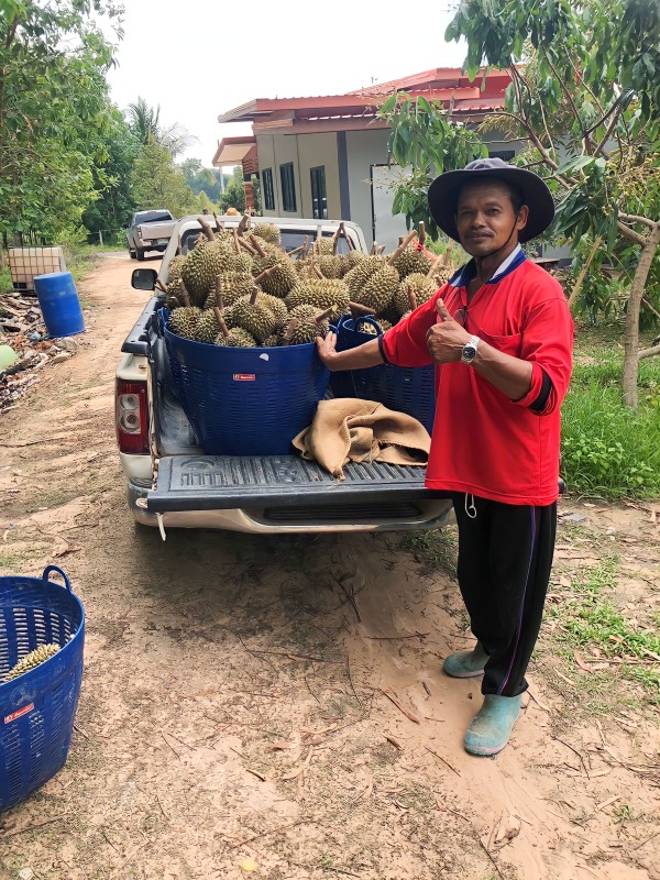 สวนทุเรียน ลุงเลือย-ป้าอุ๊