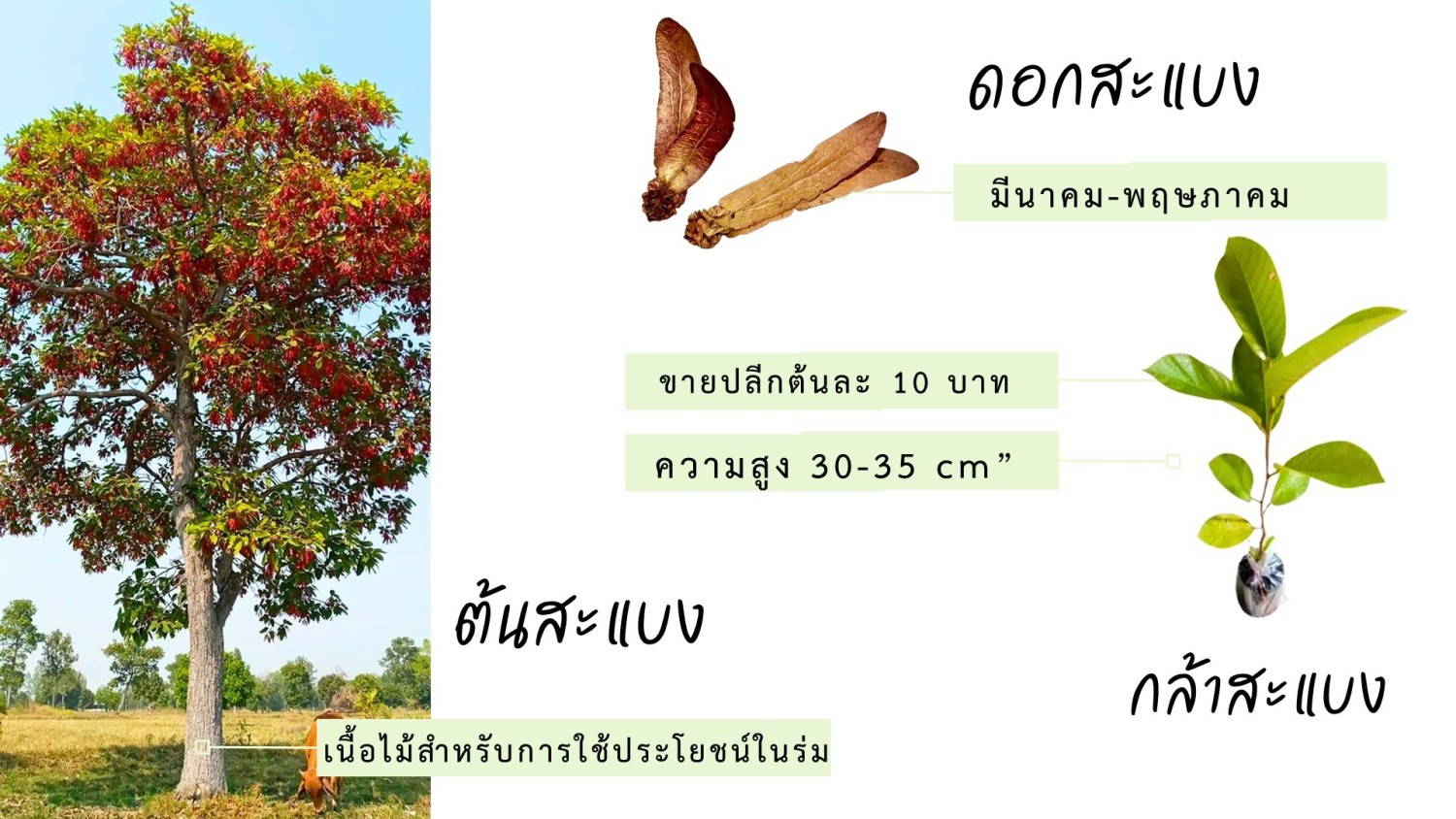 กล้าสะแบง