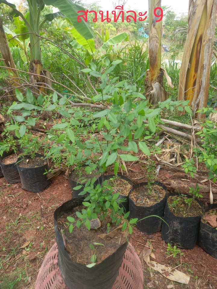 ต้นมะเกลือ