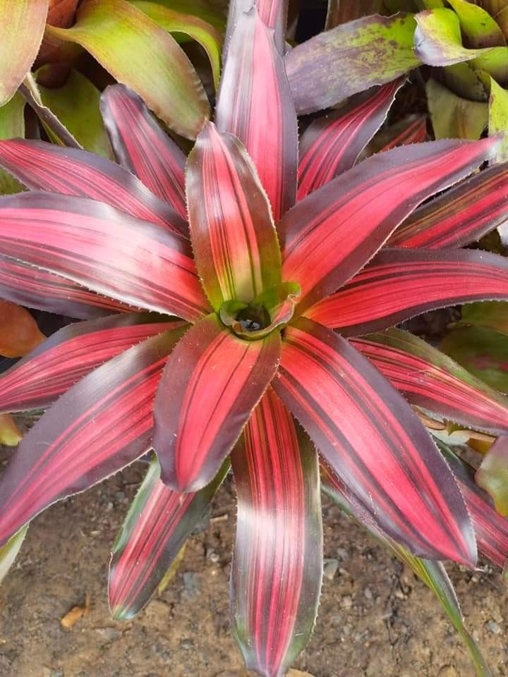 สับปะรดสี