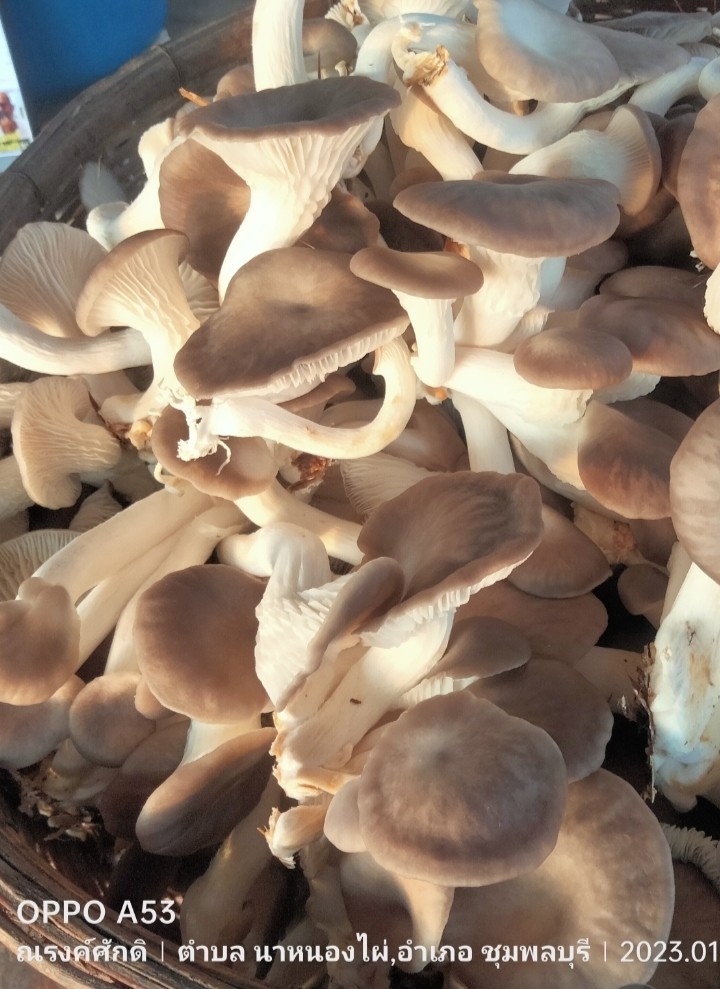 เห็ดนางฟ้าภูฐาน