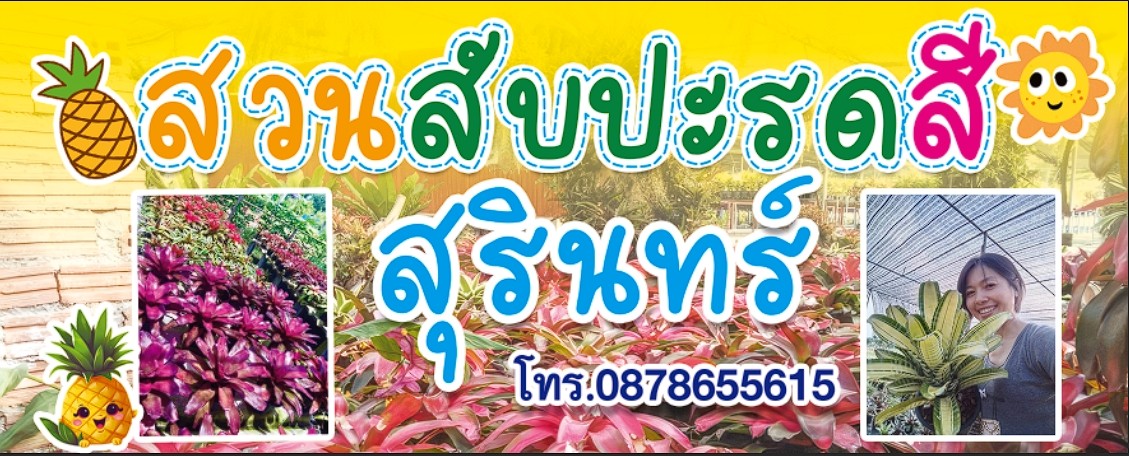สวนสับปะรดสีสุรินทร์