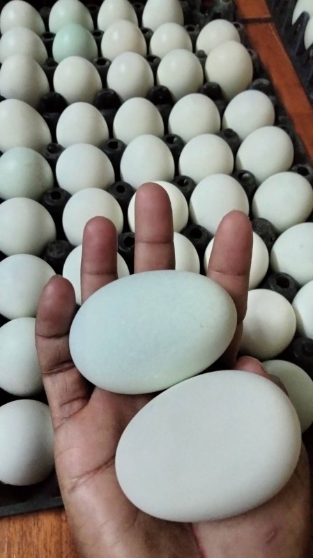 ไข่เค็มค๊องไฮ