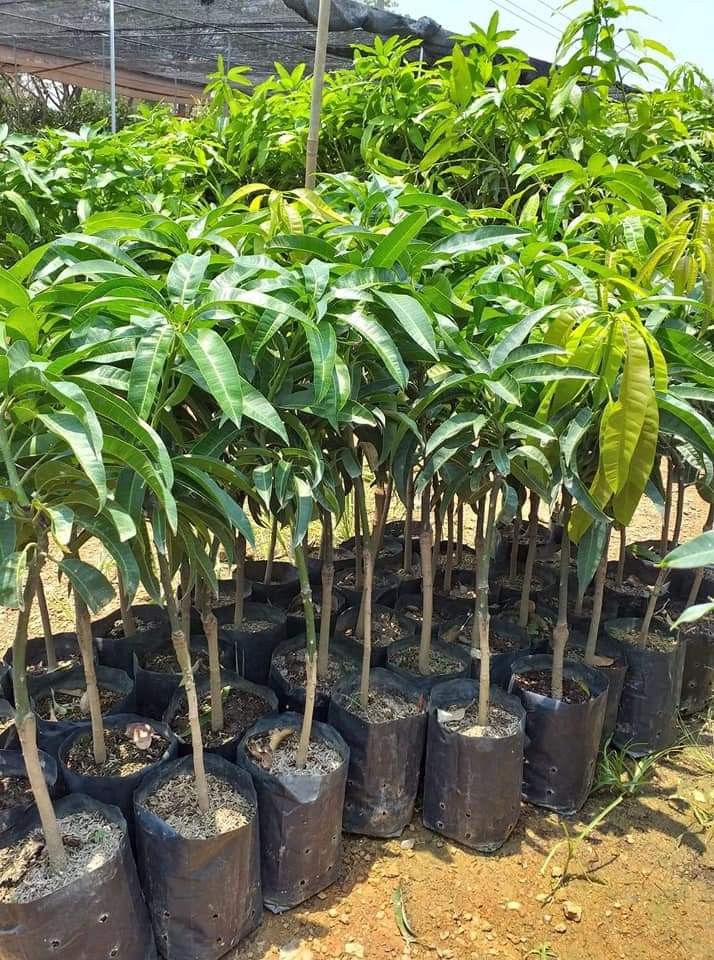 ต้นพันธุ์มะม่วง