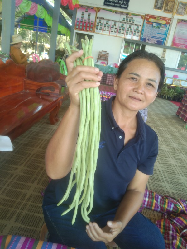 ถั่วฝักยาว