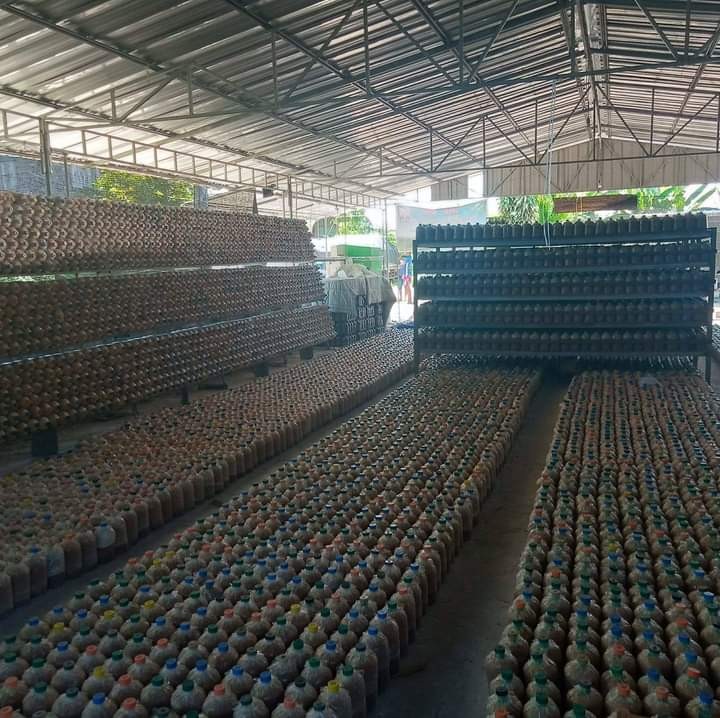 ก้อนเห็ดนางฟ้า(100ก้อน)ส่งฟรี