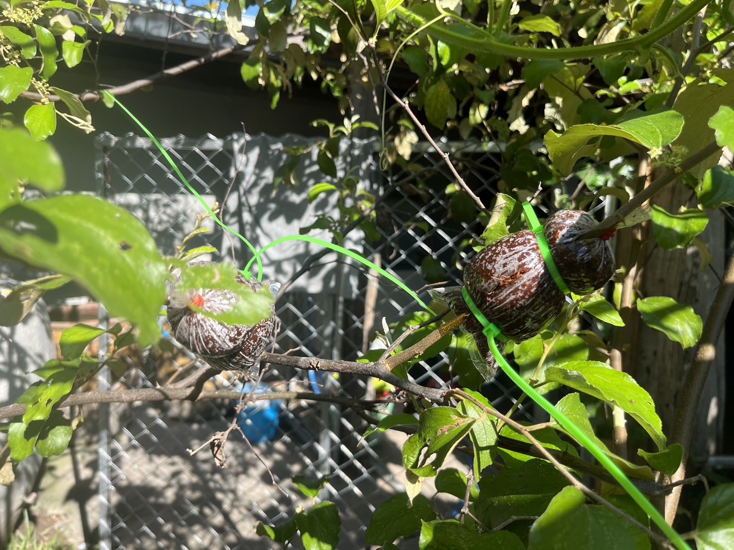 กิ่งพุทธา 3 รส