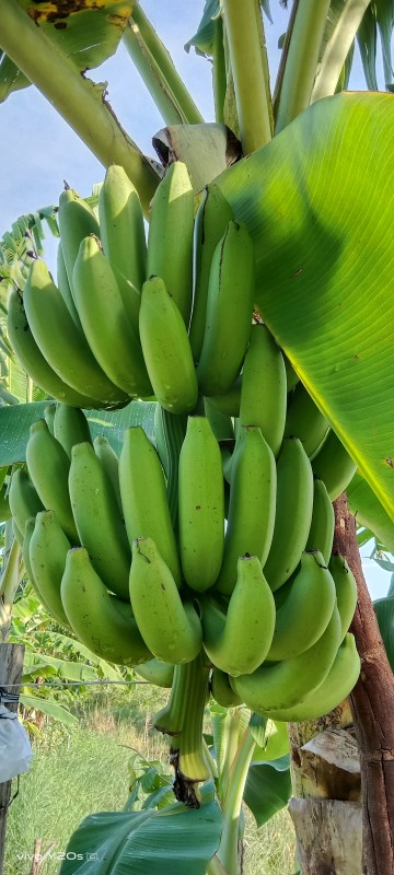 เจ๊นกเกษตรผสมผสาน