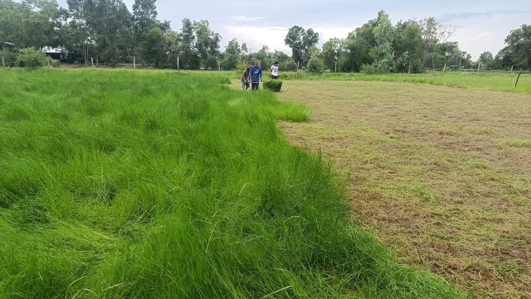 หญ้าไนล์