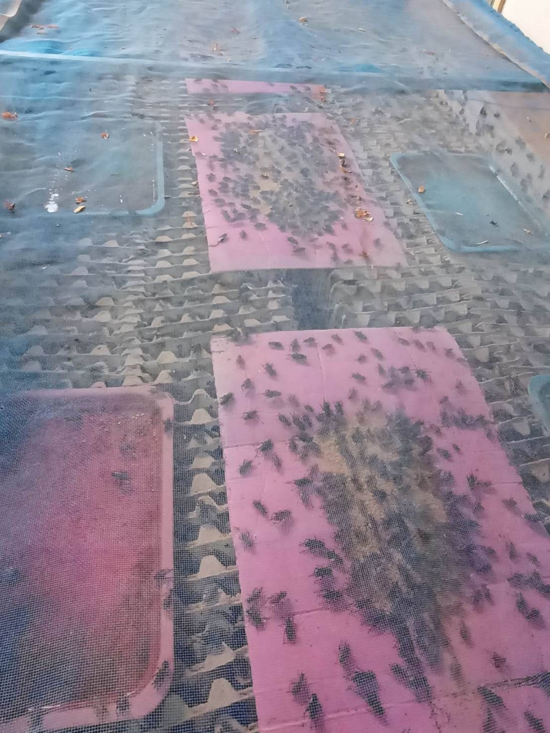 จิ้งหรีดทอด/อบ