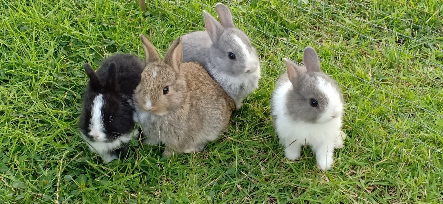 ลูกกระต่าย