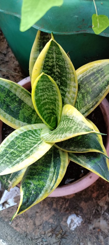 ต้นไม้มงคลนามลิ้นมังกรแคระ