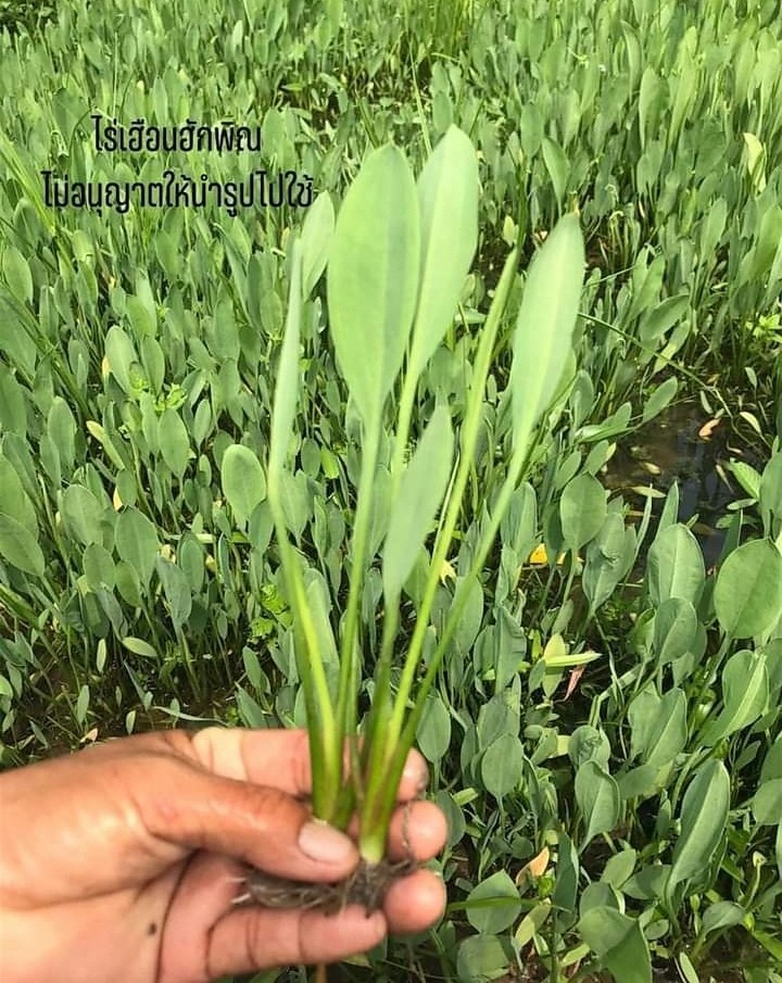 เมล็ดพันธุ์​ผักพาย​  ไร่เฮือนฮักพิณ