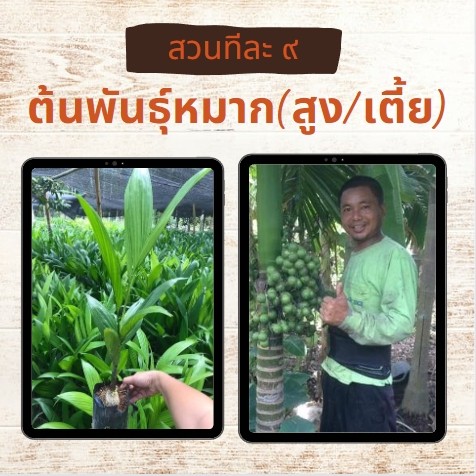 ต้นพันธุ์หมาก(สูง,เตี้ย)