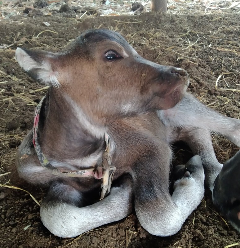 โค-กระบือสายพัฒนา