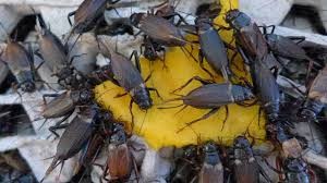 จิ้งหรีด