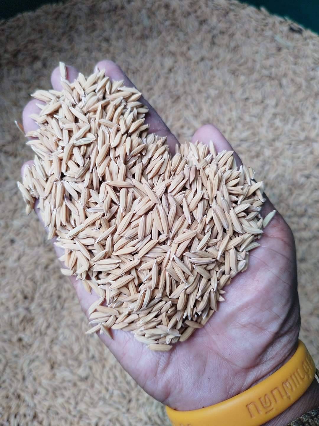 เมล็ดพันธุ์ข้าว