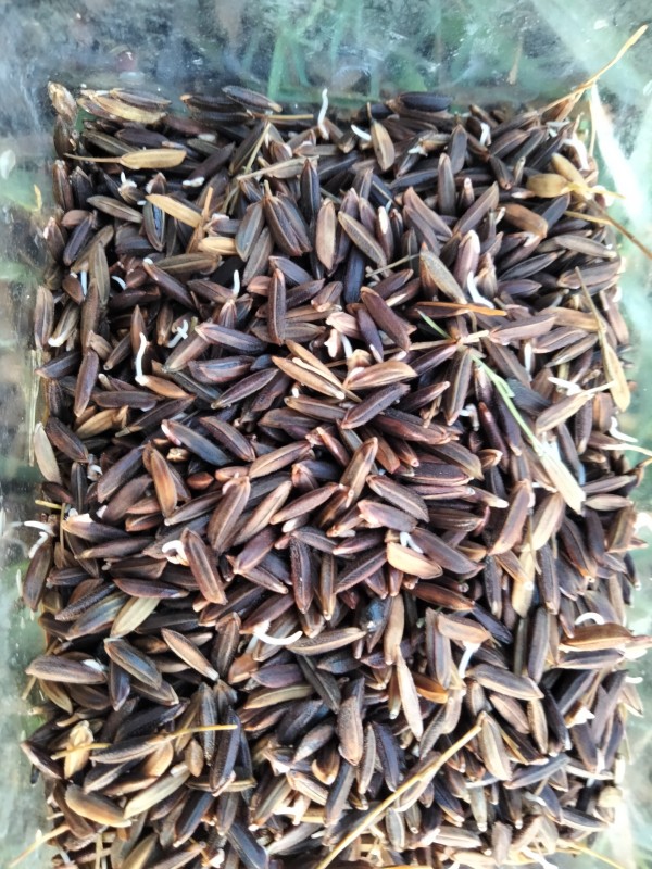 เมล็ดพันธุ์ข้าวสีชมพู