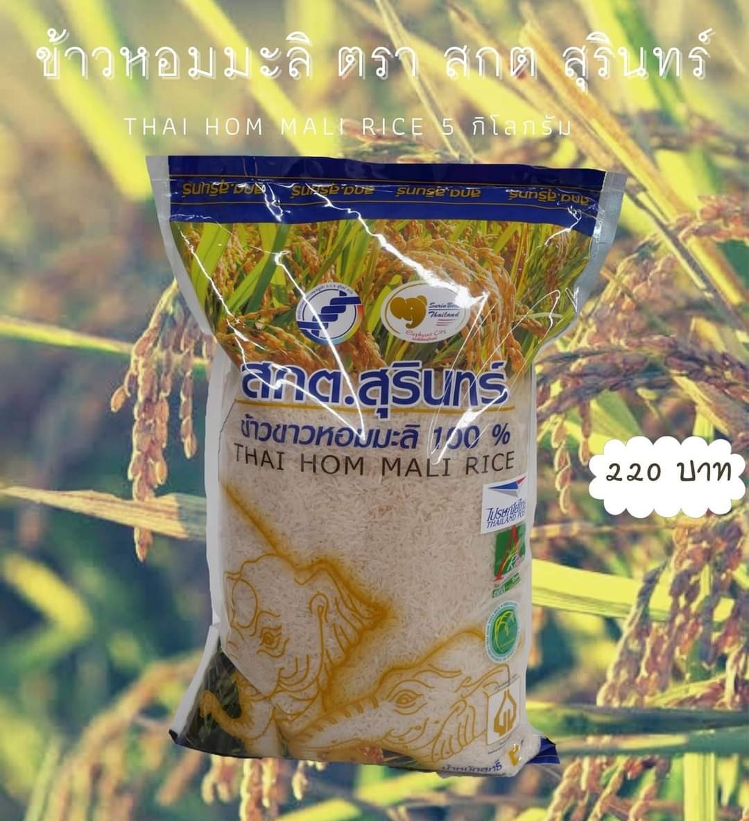 ข้าวหอมมะลิ ตรา สกต สุรินทร์ 100%