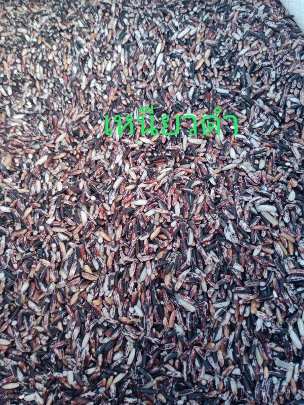 ข้าวเหนียวดำลืมผัว