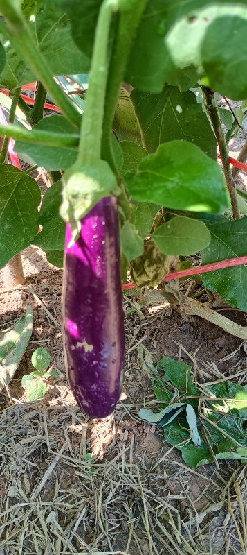 มะเขือยาวม่วง
