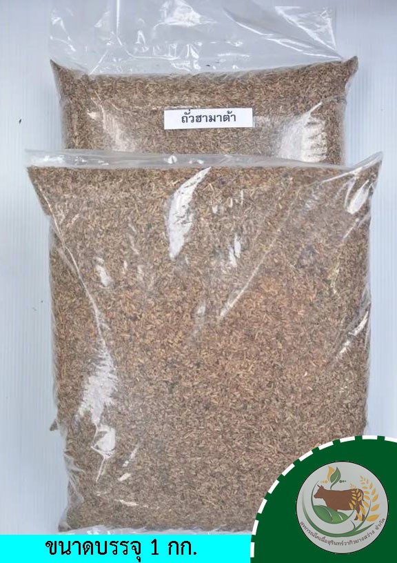 เมล็ดพันธุ์หญ้าถั่วฮามาต้า