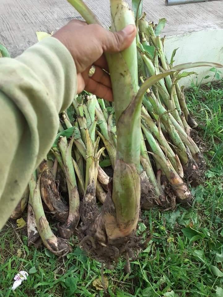 หน่อกล้วย