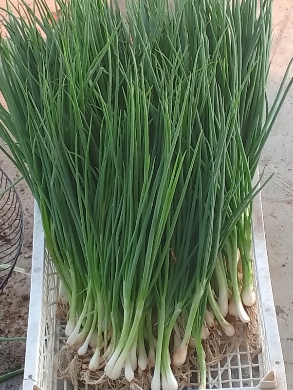 อร่อยปาดปาก