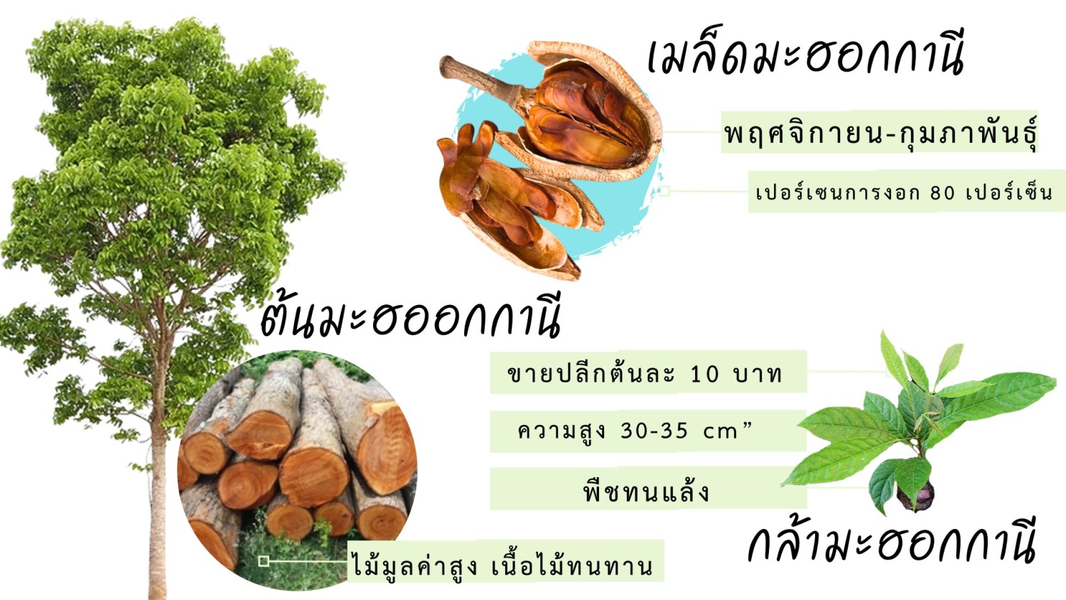 กล้ามะฮอกกานี