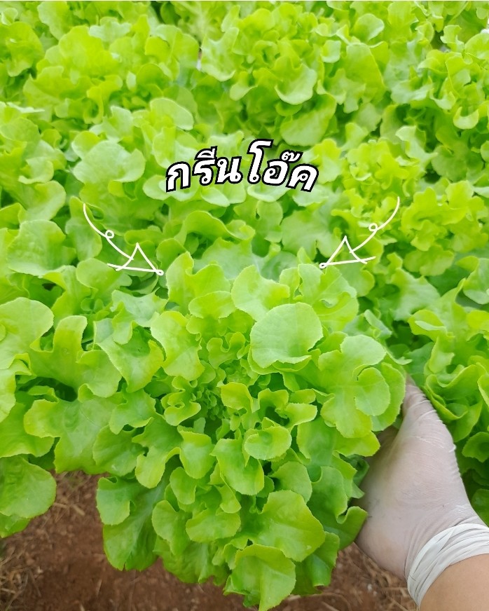 ผักสลัด กรีนโอ๊ค