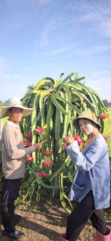 แก้วมังกร