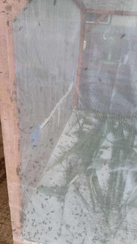 ตั๊กแตน