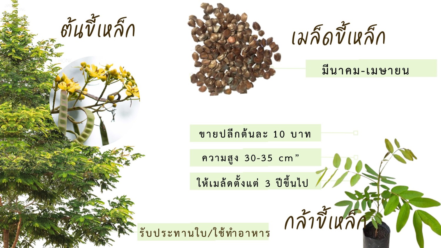 กล้าขี้เหล็ก