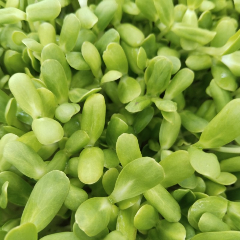 ต้นอ่อนทานตะวัน