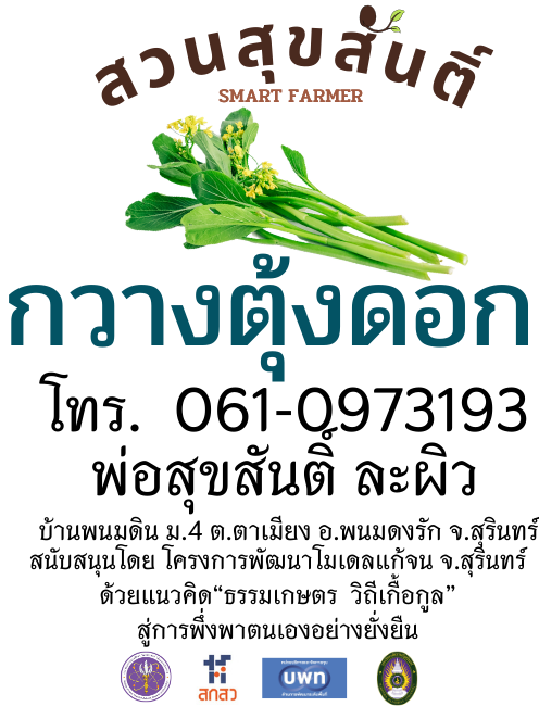 เมล็ดพันธุ์กวางตุ้งดอก