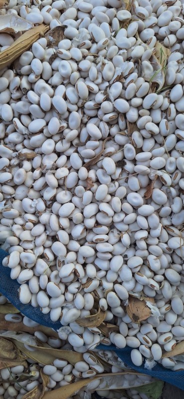 เมล็ดถั่วพร้า