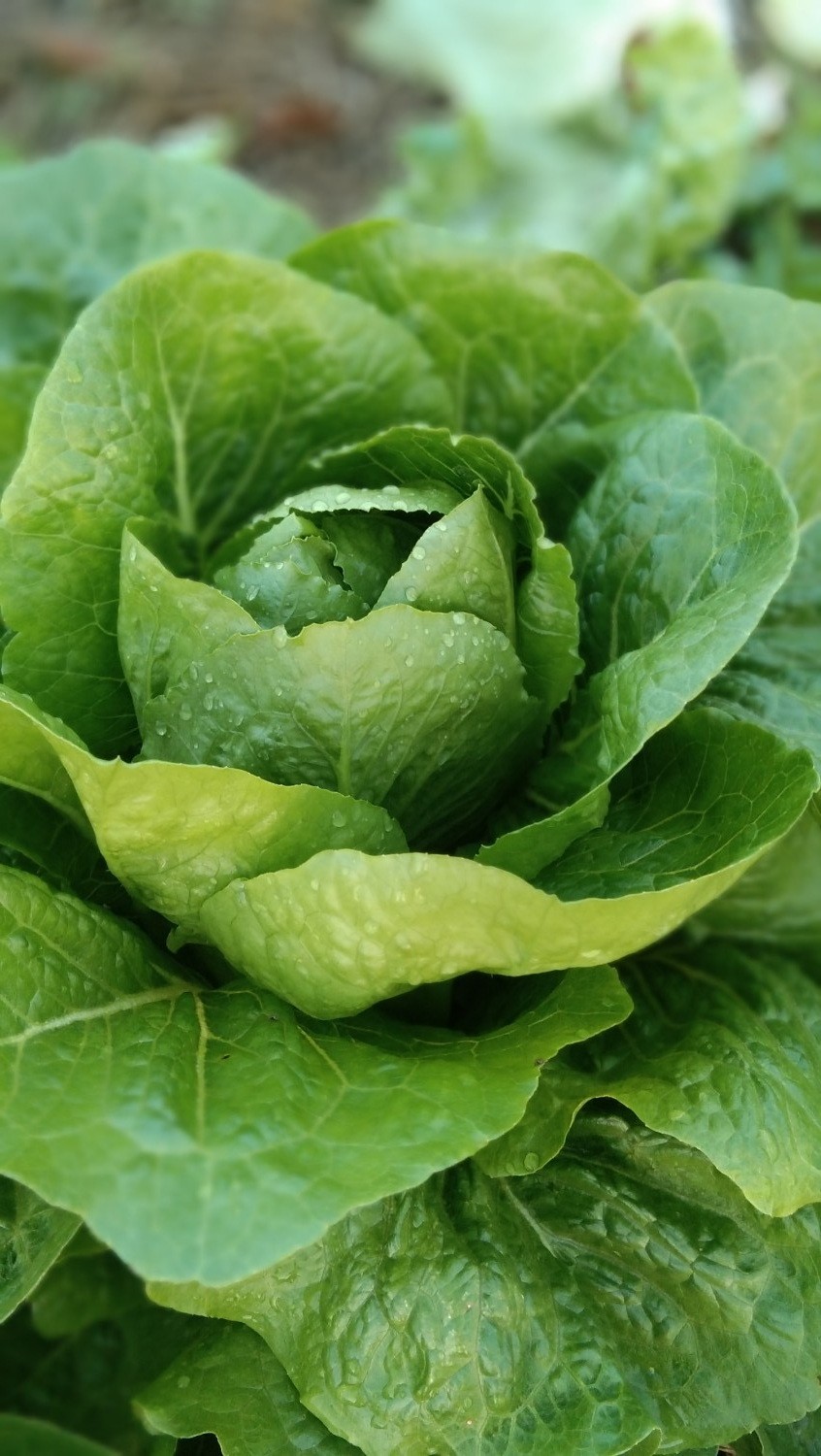 เมล็ดพันธ์ผักสลัดคอสอินทรีย์