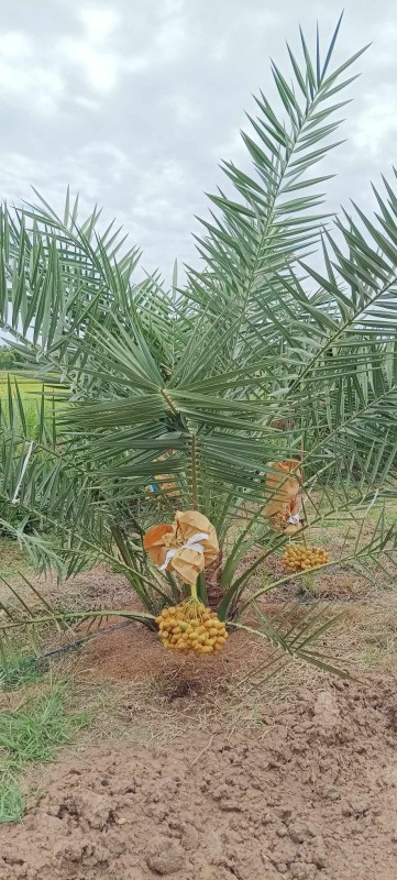 สวนทุ่งขวัญชาติ