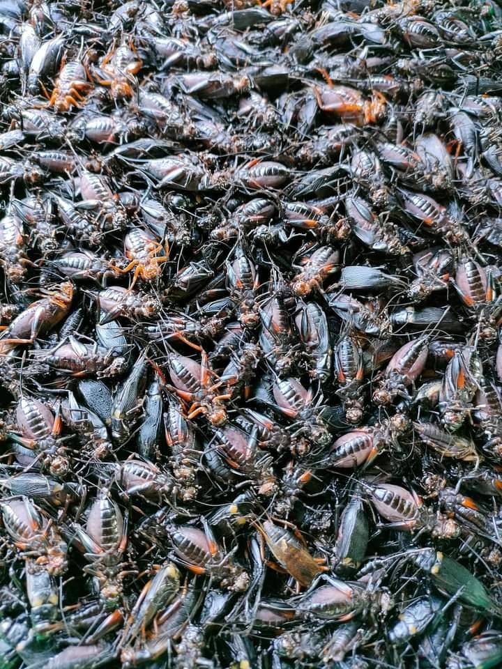 จิ้งหรีดต้มสุก โดยบัวขาวฟาร์ม