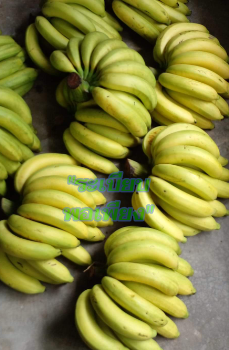 กล้วยหอมทอง