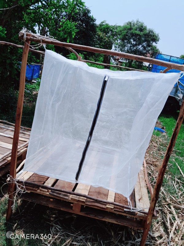 มุ้งตั๊กแตน